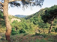 Средиземноморье (типичный ландшафт)