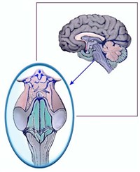 Средний мозг