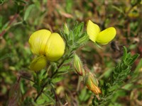 Стальник клейкий – Ononis viscosa L.