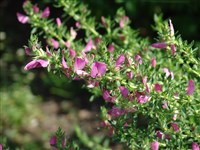 Стальник колючий – Ononis spinosa L. (1)