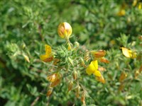 Стальник натрикс – Ononis natrix L.