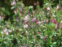 Стальник полевой – Ononis arvensis L.