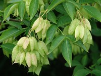 Стафилея колхидская – Staphylea colchica Steven.