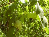 Стафилея перистая – Staphylea pinnata L.