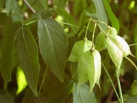 Стафилея трехлистная – Staphylea trifolia L.