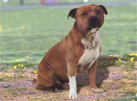 Стаффордширский бультерьер