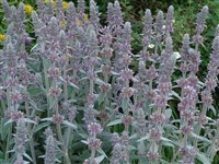 Стахис византийский, шерстистый, олимпийский – Stachys bizantina K.Koch. (1)