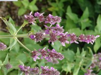 Стахис германский – Stachys germanica L.