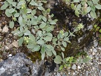 Стахис двуцветный, белоснежный, бетоника белоснежная – Stachys discolor Benth.