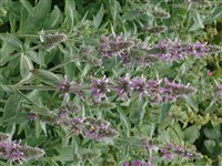 Стахис критский – Stachys cretica L.