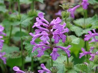 Стахис крупноцветковый, бетоника крупноцветковая – Stachys macrantha (K.Koch.) Stearn.