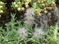 Стахис лавандоволистный – Stachys lavandulifolia Vahl.