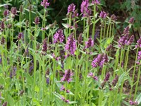 Стахис лекарственный, бетоника лекарственная – Stachys officinalis (L.) Trev.
