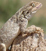 Степная агама (на дереве)