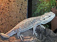 Степная агама (Trapelus sanguinolenta)