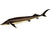 Стерлядь (рисунок)