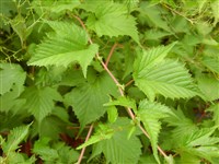 Стефанандра Танаки – Stephanandra tanakae (Franch.et Savat.) Franch. & Savat.