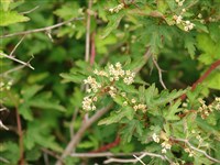 Стефанандра надрезаннолистная, изогнутая – Stephanandra incisa (Thunb.) Zab.