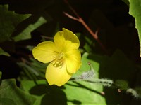 Стилофорум шерстистоплодный – Stylophorum lasiocarpum (Olivier) Fedde.