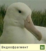 Странствующий альбатрос (видео)