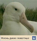 Странствующий альбатрос (видеофрагмент)