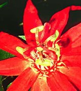 Страстоцвет (2)