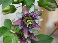 Страстоцвет съедобный (грандилла) – Passiflora edulus Sims.