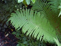 Страусник восточный – Matteuccia orientalis L.