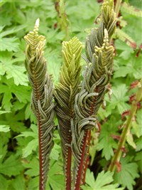 Страусник обыкновенный, германский, черный папоротник – Matteuccia struthiopteris (L.) Todaro (1)