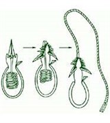 Стрекательные клетки