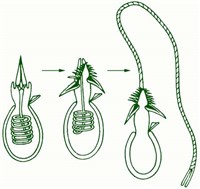 Стрекательные клетки