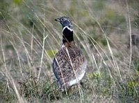 Стрепет (Tetrax tetrax)