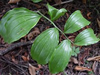 Стрептопус розовый, розовый мандарин – Streptopus roseus Michaux.