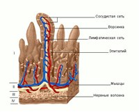 Строение Стенки тонкой кишки