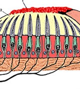 Строение отолитового аппарата