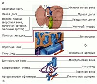 Строение печени