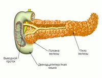 Строение поджелудочной железы