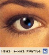 Строение человеческого глаза