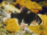 Суматранский барбус