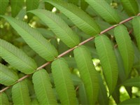 Сумах гладкий – Rhus glabra L.