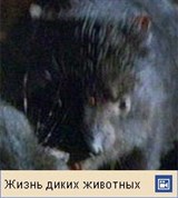 Сумчатый дьявол