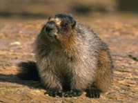 Сурки (седой сурок)