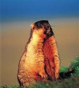 Сурки (черношапочный сурок)