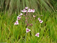 Сусак зонтичный – Butomus umbellatus L. (1)