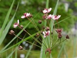 Сусак зонтичный – Butomus umbellatus L. (2)