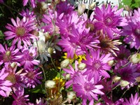 Сухоцвет однолетний – Xeranthemum annum L.