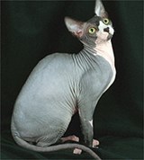 Сфинкс (кошка)