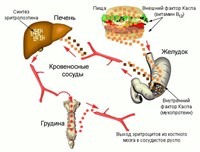 Схема одного из механизмов регуляции эритропоэза