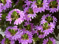 Сцевола похожая – Scaevola aemula R.Br.