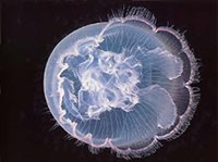 Сцифоидные (Ушастая аурелия)